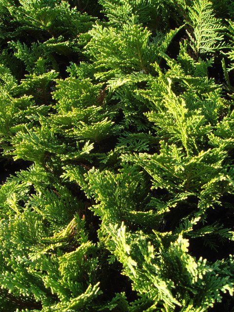 Chamaecyparis lawsoniana 'Minima' rameau